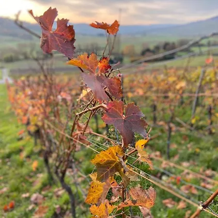 Gæstehus Schloessje Lieser